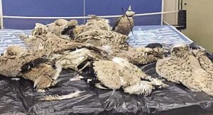 إحباط محاولة ايراني تهريب صقر و10 حبارى في لنج