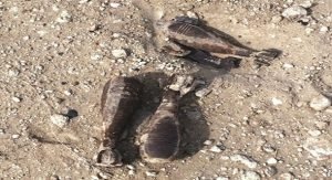 العصفور: براءة موكلي وحبس آخرين في مشاجرة الفنطاس