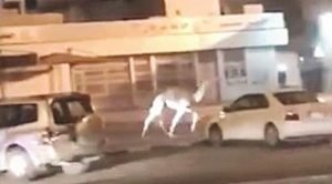 ناقة هاربة في شوارع الفردوس