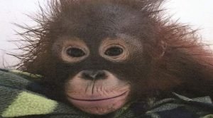 ضبط «قرد» في السالمية وإبعاده إلى إندونيسيا بـ«تهمة» الإدمان