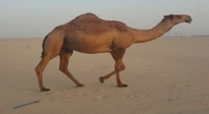 «بعير» أصاب مواطن بجروح وكدمات في الوفرة