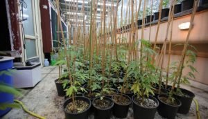 ضبط مزرعة ماريجوانا ومحميتين في منزل مواطن