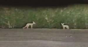 الشريان: لا ننجرف إلى منافسة «غير مشروعة» أيا كانت الدوافع والأهداف