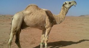 مواطن يتهم جاره بتهديد حارسه.. ووالد المتهم يدعي سرقة المُبلغ 5 جمال