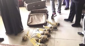 إحباط محاولة عراقي تهريب 97 طيراً في حقائبه بالعبدلي