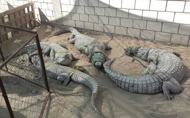 بسبب التماسيح .. الحبس شهراً لمواطن