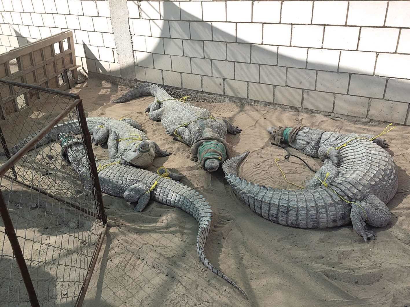 بسبب التماسيح .. الحبس شهراً لمواطن