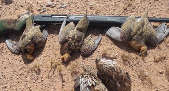 «الداخلية»: حملات أمنية لرصد أي سلوكيات خاطئة والعمل على حماية الطيور من الصيد الجائر