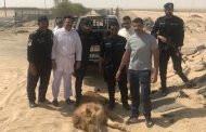 «الزراعة»: «الأسد» هرب من جهة غير معلومة.. ونقله إلى حديقة الحيوان