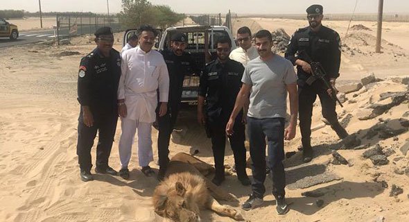 «الزراعة»: «الأسد» هرب من جهة غير معلومة.. ونقله إلى حديقة الحيوان