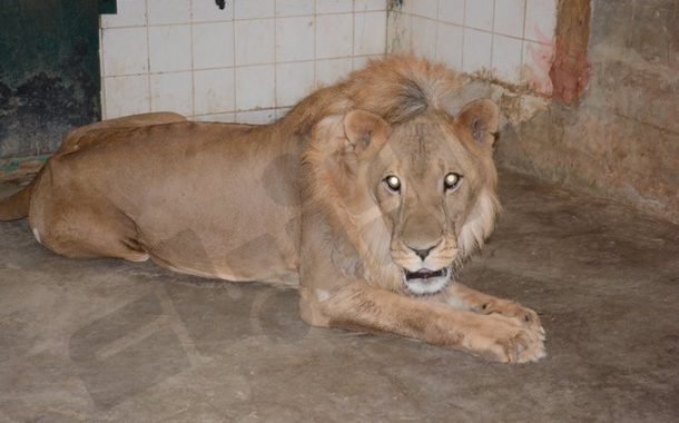 إيقاف مواطن مشتبه به في قضية هروب «أسد كبد»