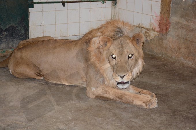 إيقاف مواطن مشتبه به في قضية هروب «أسد كبد»