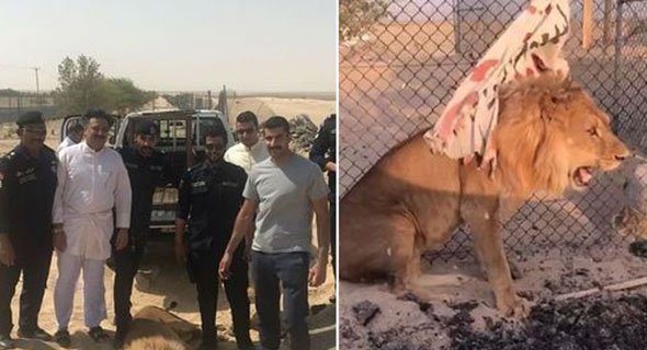 «الداخلية»: السيطرة على «أسد» بعد هروبه من جاخور في كبد.. وجار إستدعاء صاحبه