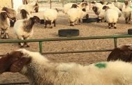 سرقة 19 «خروف» من جاخور في الوفرة.. و6 مجهولين هددوا الحارس بـ«النحر»